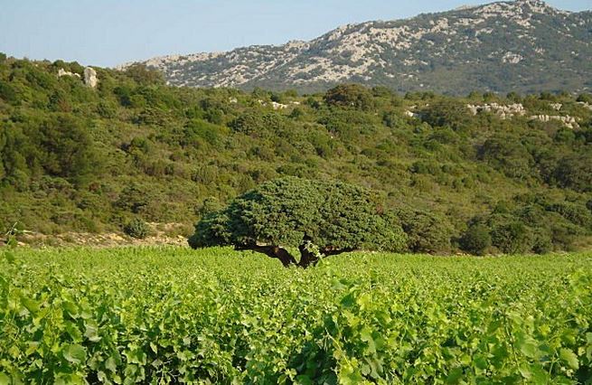 Genévrier d'Opoul - Languedoc-Roussillon