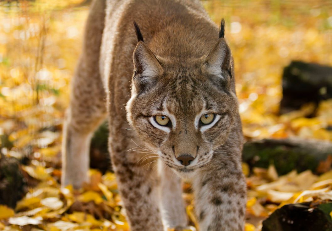Lynx © Parc Animalier de Sainte-Croix 
