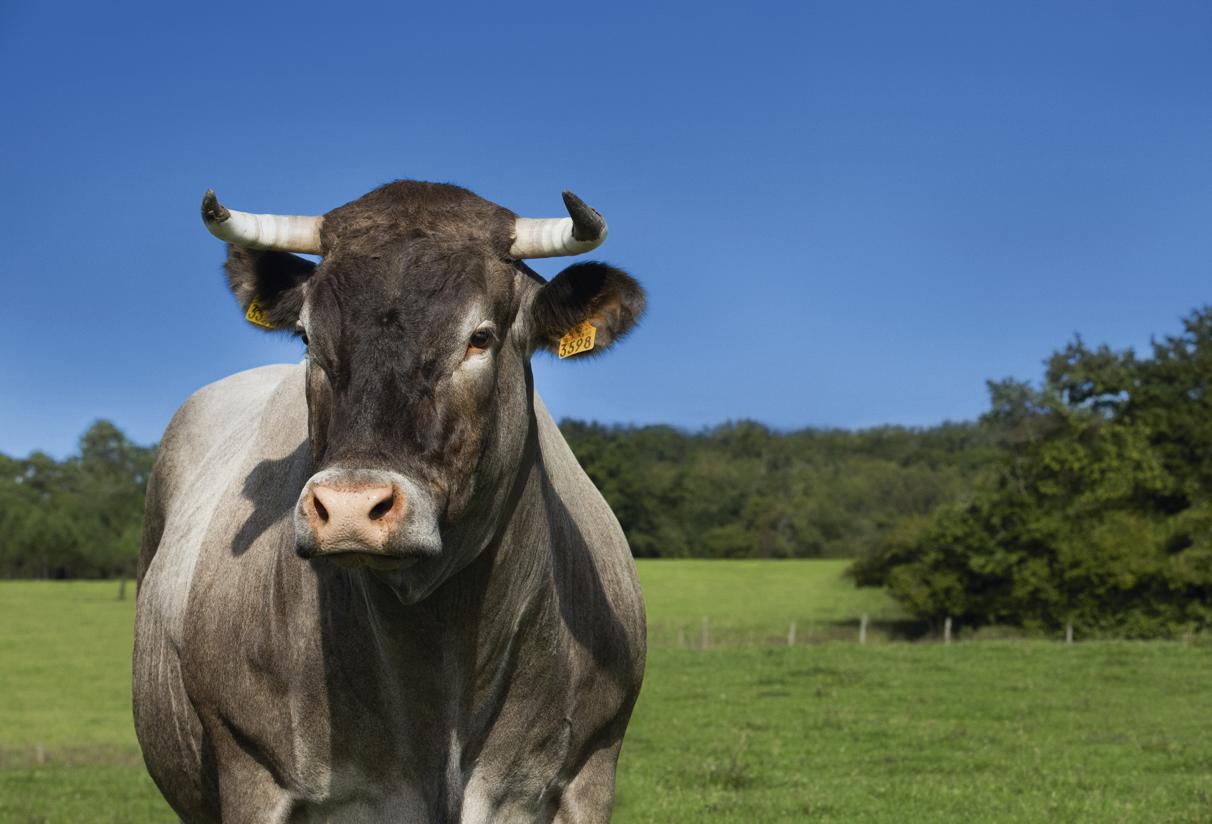 Cerise, vache bazadaize de huit ans, égérie du Sia 2016 © Salon international de l’agriculture