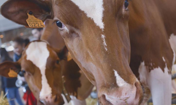 © Salon international de l’agriculture